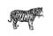 Graphical illustration of tiger walking isolated on white background,vector illustration, stripy wild savanna animal