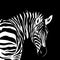 Graphical portrait of zebra isolated on white background, vector illustration for printing.