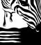 Graphical poster with head zebra closeup black and white ink, vector template illustration in pop art collage style