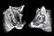 Graphical set of african wild hogs isolated on black,vector engraved elements,boars