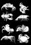 Graphical set of crabs,shrimps and lobsters isolated on black background,vector engraved illustration, sea-food