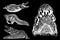 Graphical set of crocodiles isolated on black background, vector engraved illustration