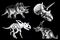 Graphical set of dinosaurs isolated on black background,vector illustration