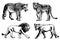 Graphical set of lions isolated on white,vector illustration. African animal