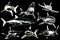 Graphical set of sharks isolated on black background, vector engraved illustration