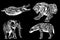 Graphical set of wild animals isolated on black background.