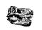 Graphical skull of tyrannosaurus on white background,vector element,antropology fossil