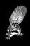 Graphical squirrel isolated on black background, vector ink pen engraved illustration