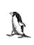 Graphical vector penguin on white isolated , bird of Antarctica and the south coast of Africa