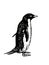 Graphical vector penguin on white isolated , bird of Antarctica and the south coast of Africa