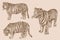 Graphical vintage collection of tigers, sepia background,vector illustration , African wild animal,hunter