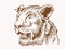 Graphical vintage portrait of lion, sepia illustration,vector
