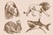 Graphical vintage set of animals on sepia background,vector illustration. Zoology