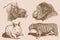 Graphical vintage set of animals on sepia background,vector illustration. Zoology