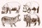 Graphical vintage set of hippos walking ,sepia background, vector illustration