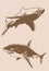 Graphical vintage set of sharks, great white sharks. Vector illustration