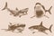 Graphical vintage set of sharks on sepia background,vector elements , great white shark