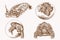 Graphical vintage set of tortoises ,sepia background, vector illustration