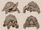 Graphical vintage set of tortoises ,vector illustration,retro