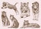 Graphical vintage set of wild cats,lion and tiger ,sepia background,vector illustration,tattoo