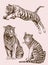 Graphical vintage set of wild cats,lion and tiger ,sepia background,vector illustration,tattoo