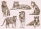 Graphical vintage set of wild cats,lion and tiger ,sepia background,vector illustration,tattoo