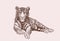 Graphical vintage tiger , sepia illustration,wild cat