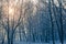 Graphically winter forest and the sun shines through the branches of trees