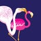 Graphics beautiful portraits of pink flamingos