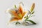 Graphics of spring lilies on a white background.