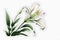 Graphics of spring lilies on a white background.