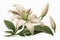 Graphics of spring lilies on a white background.
