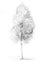 Graphite pencil drawing of a birch tree