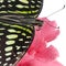 Graphium agamemnon butterfly