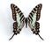 Graphium antheus (Large Striped Swordtail)