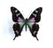 Graphium weiskei (Purple Spotted Swallowtail)