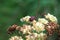 Graphosoma italicum on its food plant