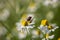 Graphosoma italicum on Matricaria chamomilla