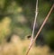 Graphosoma lineatum - red and black striped bug on a plant branch