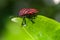 Graphosoma lineatum, Red & Black Striped Stink Bug