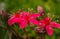 (Graptopetalum bellum, Tacitus bellus, Crassulaceae) succulent blooming in spring with red flowers with succulent leaves