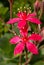 (Graptopetalum bellum, Tacitus bellus, Crassulaceae) succulent blooming in spring with red flowers with succulent leaves