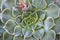 Graptopetalum bellum; Tacitus bellus, a succulent plant from Mexico