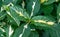 (Graptophyllum pictum tricolor), plants with colored leaves in the interior of the garden, Florida