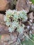 Graptosedum \\\'Francesco Baldi\\\' is a succulent plant.