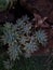 Graptosedum \\\'Francesco Baldi\\\' is a succulent plant.