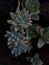 Graptosedum \\\'Francesco Baldi\\\' is a succulent plant.