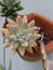 Graptosedum \\\'Francesco Baldi\\\' is a succulent plant. In a vase .