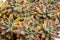 Graptosedum franchesco baldi succulents closeup
