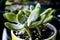 Graptosedum Hybrid `Blue Giant` Succulent Plant